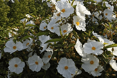 Des images de diff�rentes plantes